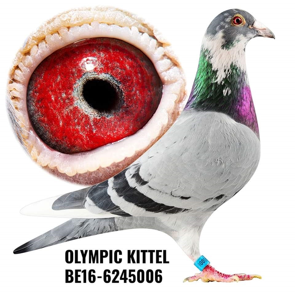 DV03294-21-275 ERKEK / DEDESİ KİTTEL !!! & OLYMPIC KITTEL