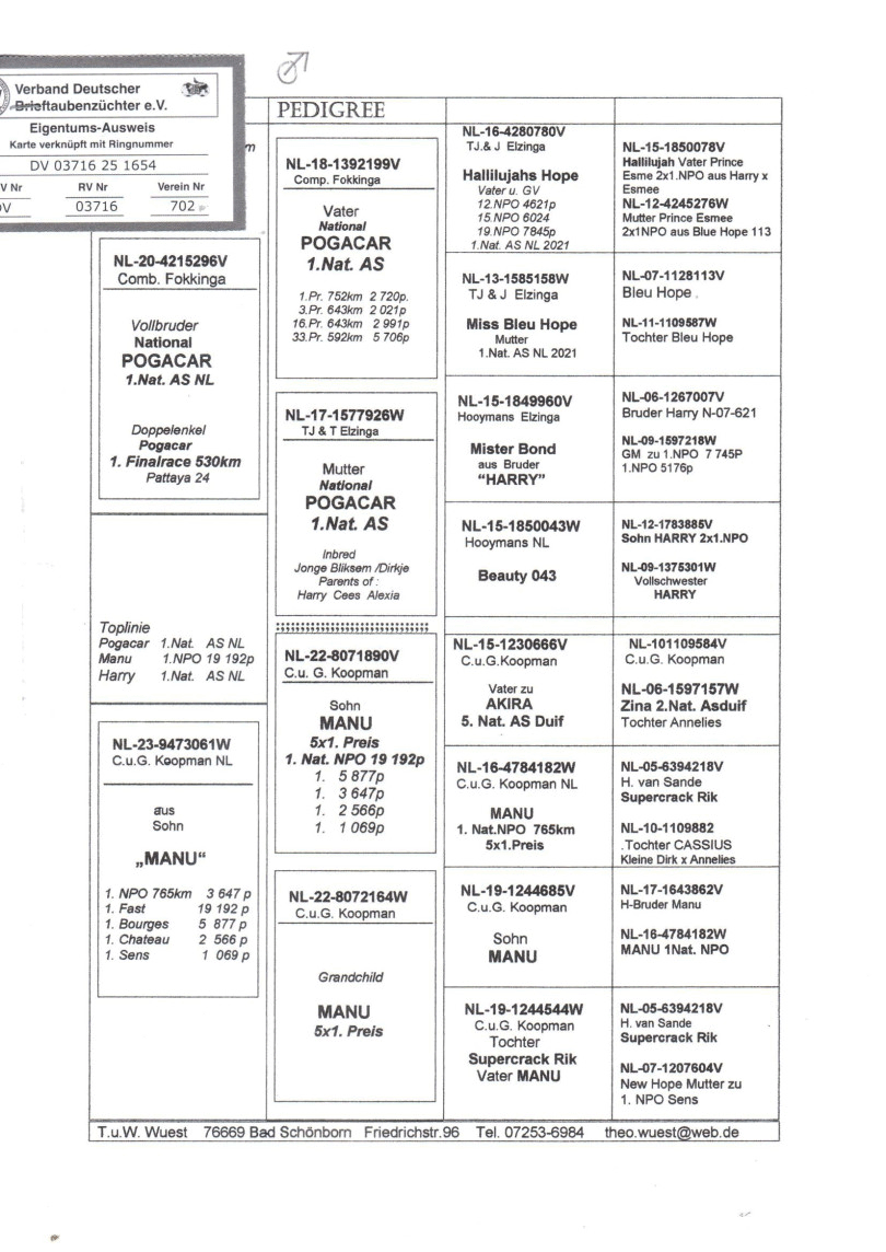 DV03716-25-1654 ERKEK / NATIONAAL POGACAR - MANU