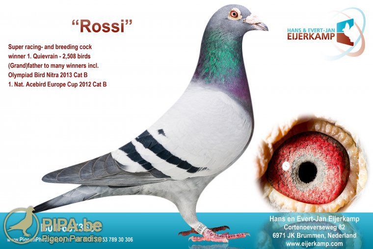 DV03748-16-279 ERKEK / ROEPER - HERMANS CEUSTER  - SUPER BREEDER