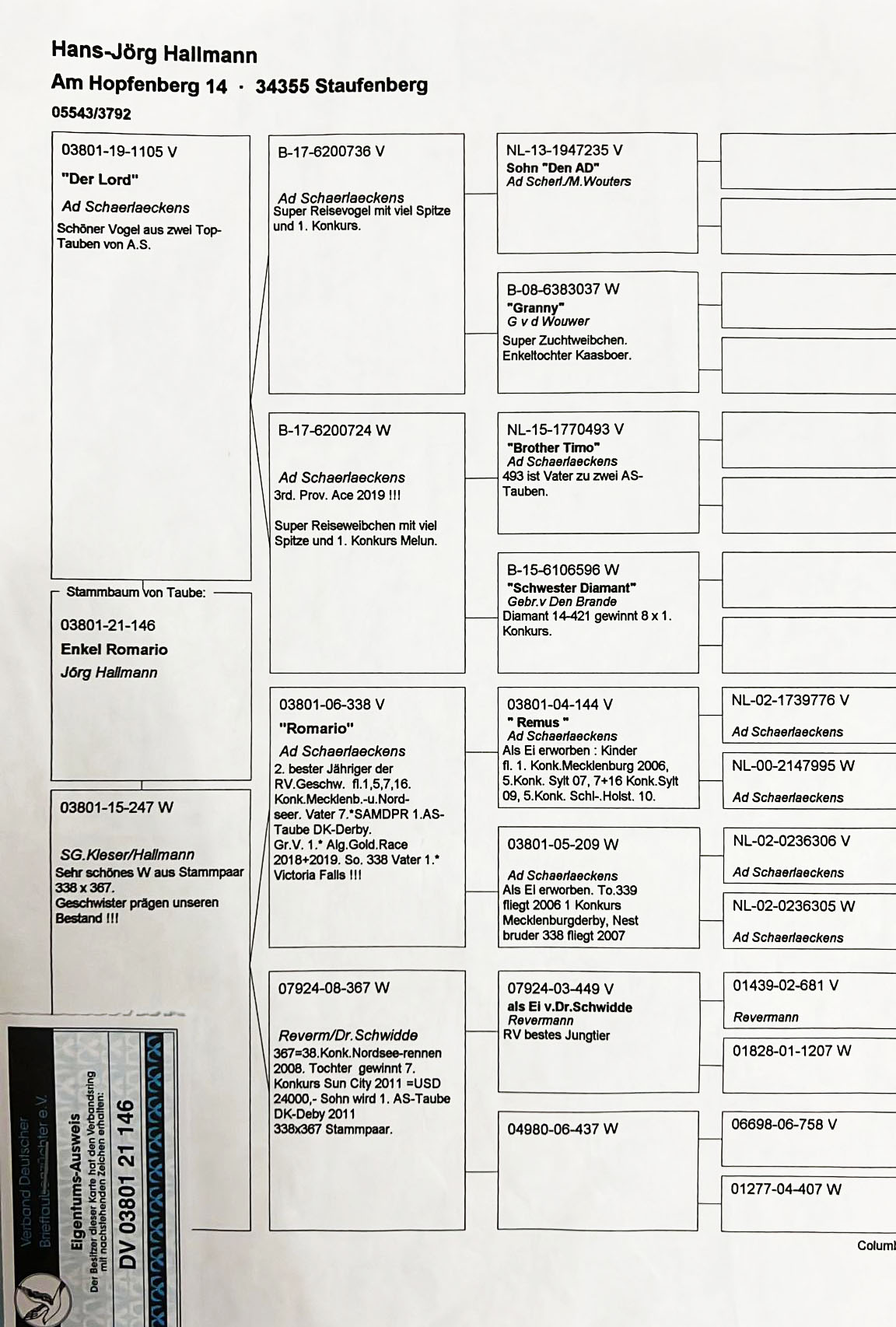 DV03801-21-146 DİŞİ / ORİJİNAL JORG HALLMANN ROMARIO TORUNU KARDEŞİ 4. TAUBEN
