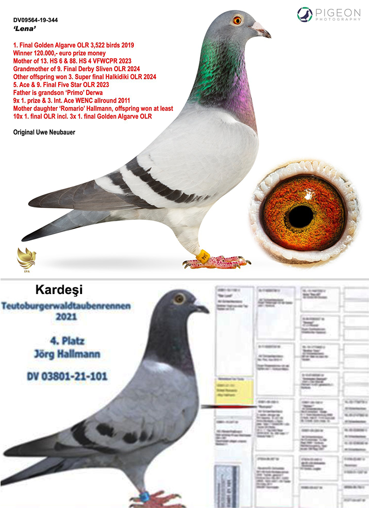 DV03801-21-146 DİŞİ / ORİJİNAL JORG HALLMANN ROMARIO TORUNU KARDEŞİ 4. TAUBEN