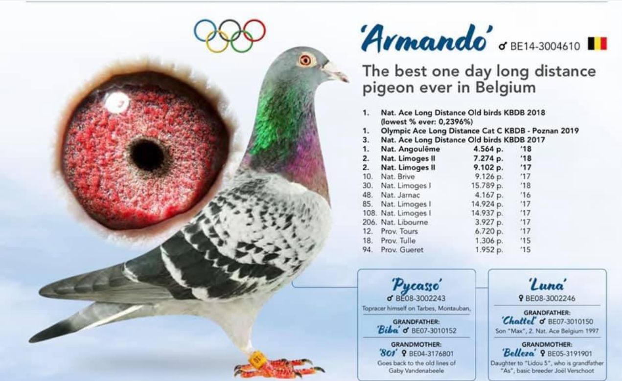 DV03904-20-2778 ERKEK / INBREED ARMANDO 1.250 BİN EURO SATILDI