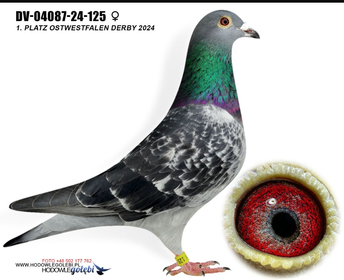 DV04087-22-3100 ERKEK / KARDEŞİ 1 FİNAL  ANNESİ  1. FİNAL BABASI  1. FİNAL 