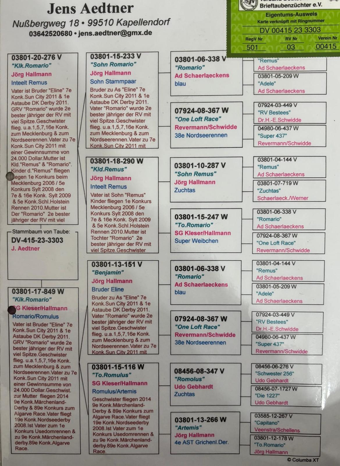 DV0415-23-3303 ERKEK / INBREED ROMARIO