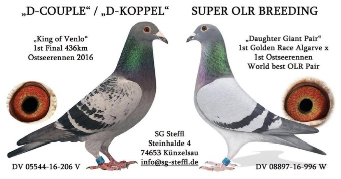 DV04657-20-362 ERKEK / SG STEFFL % 100  KING OF VENLO 362 