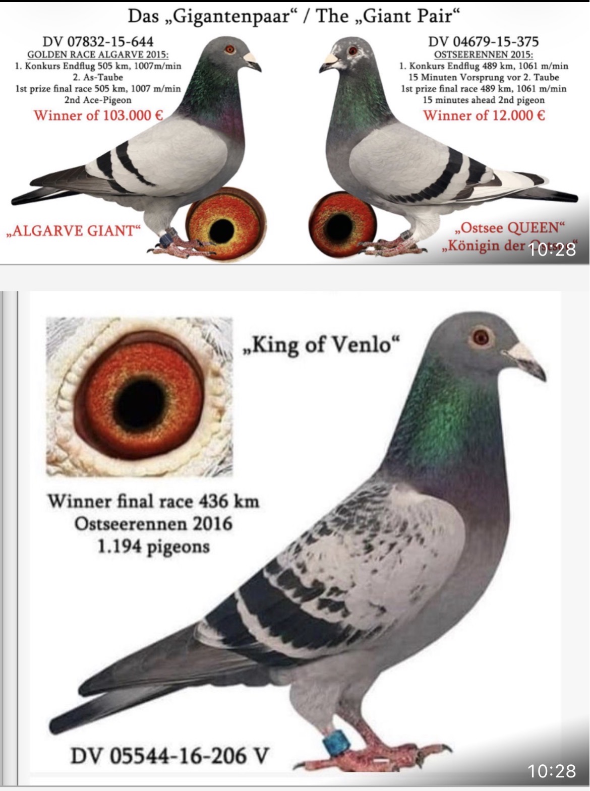 DV04657-20-362 ERKEK / SG STEFFL % 100  KING OF VENLO 362 