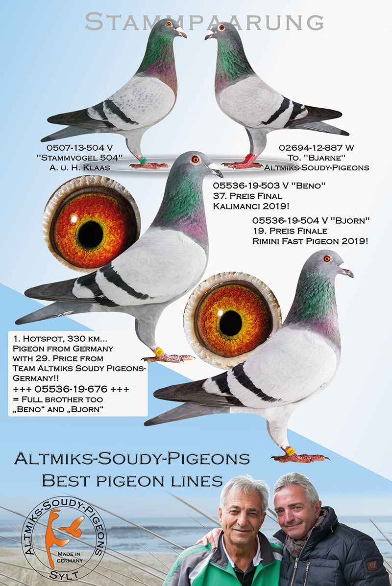 DV04858-21-6163 ERKEK / BABADAN KARDEŞİ 14 FİNAL KALIMANCİ ANNESİNİN KARDEŞİ ROMARIO 410