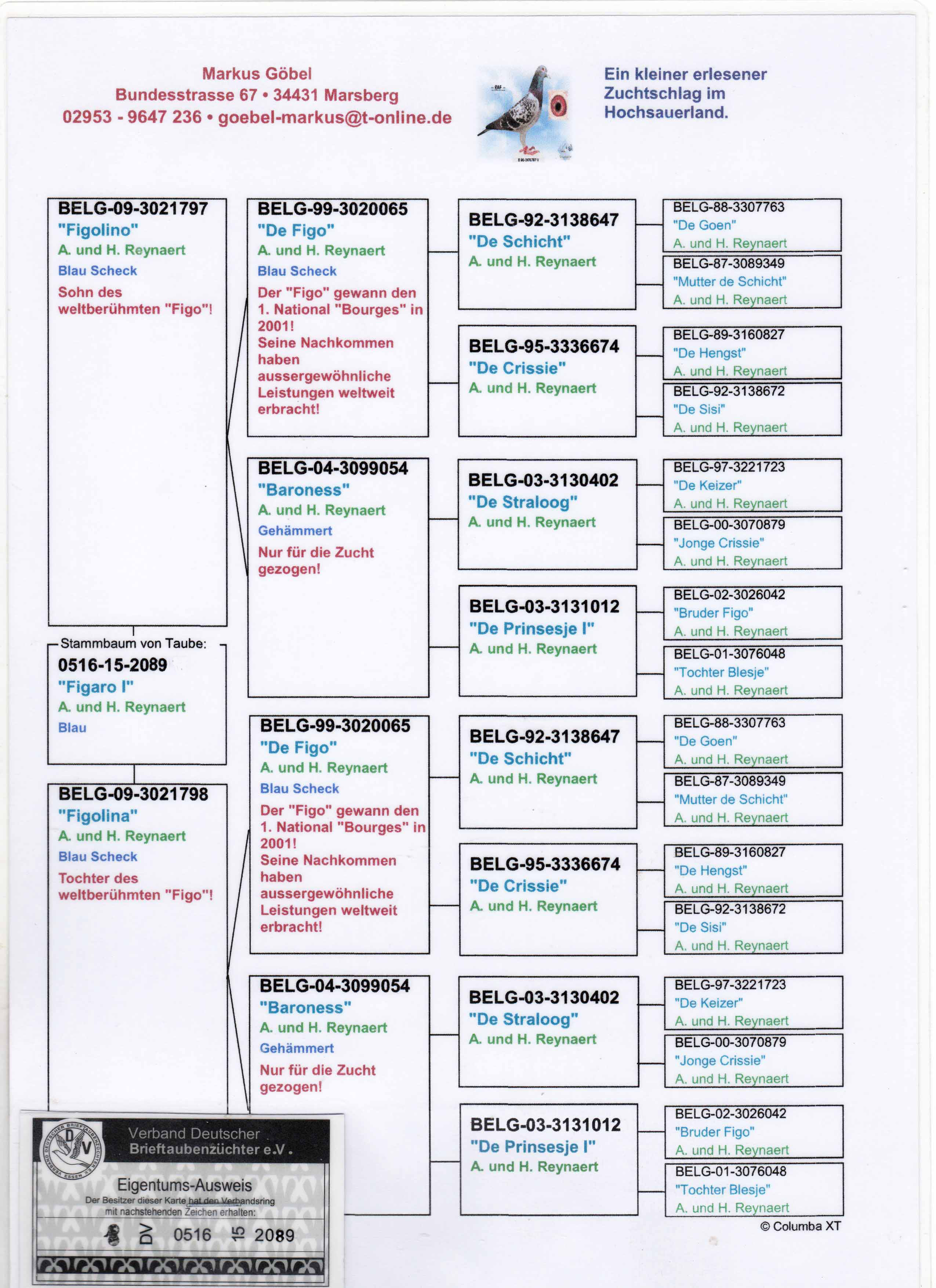 DV0516-15-2089 DİŞİ / INBREED FIGO - KIZ KARDEŞİNİN YAVRUSU SANJAY 1 MİLLİON DOLAR WİNNER