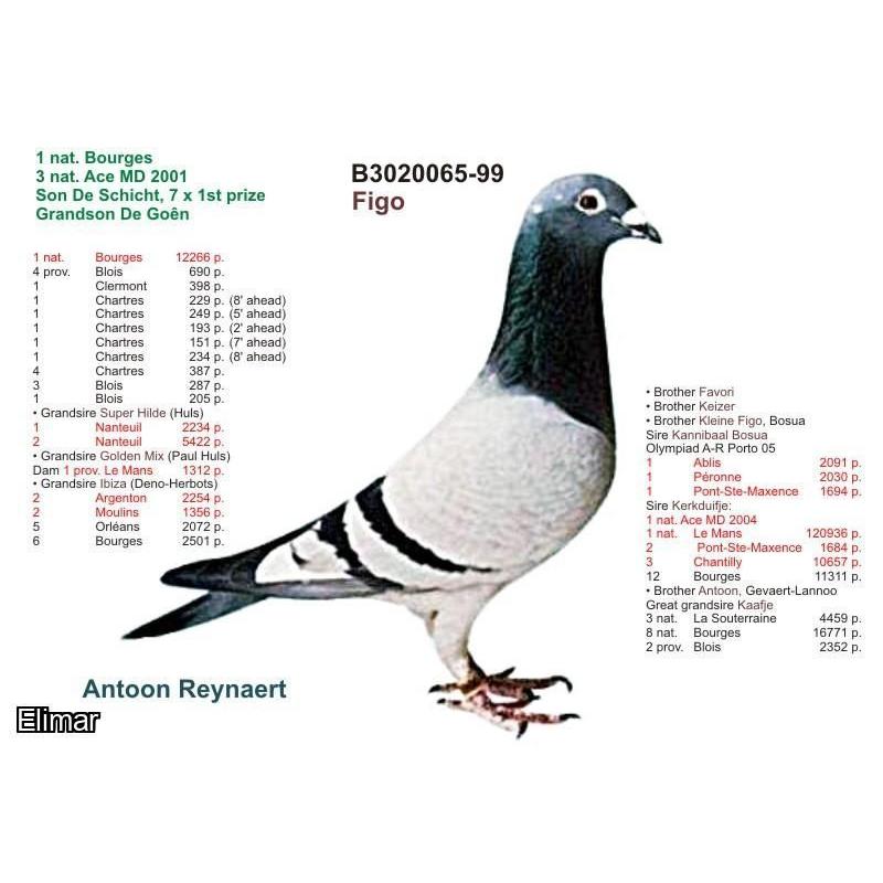 DV0516-15-2089 DİŞİ / INBREED FIGO - KIZ KARDEŞİNİN YAVRUSU SANJAY 1 MİLLİON DOLAR WİNNER