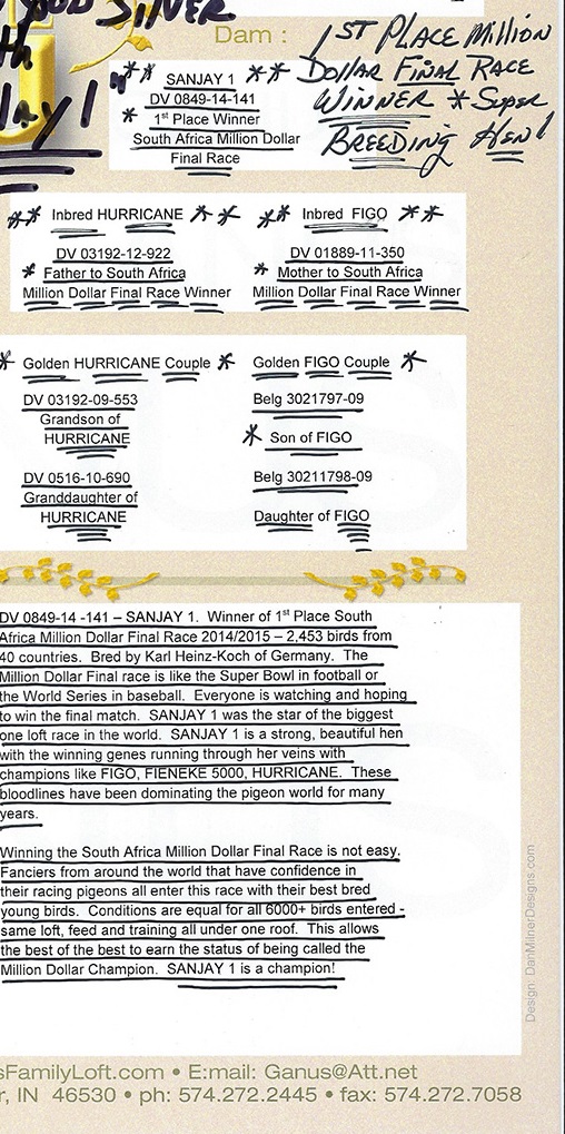 DV0516-15-2089 DİŞİ / INBREED FIGO - KIZ KARDEŞİNİN YAVRUSU SANJAY 1 MİLLİON DOLAR WİNNER