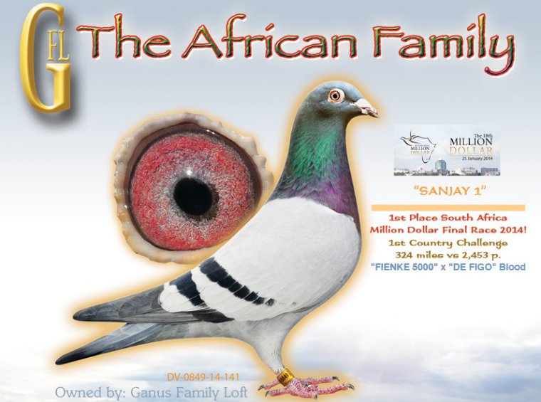 DV0516-15-2089 DİŞİ / INBREED FIGO - KIZ KARDEŞİNİN YAVRUSU SANJAY 1 MİLLİON DOLAR WİNNER