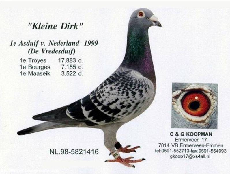 DV0516-16-927 ERKEK / G. & C. KOOPMAN % 100  