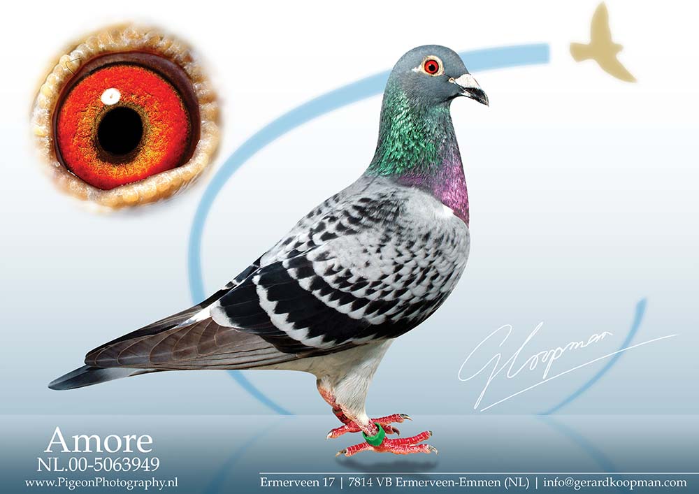 DV0516-18-1551 ERKEK / BABASI FLOR VERVOORT-PRANGE ANNESİ KOOPMAN % 100