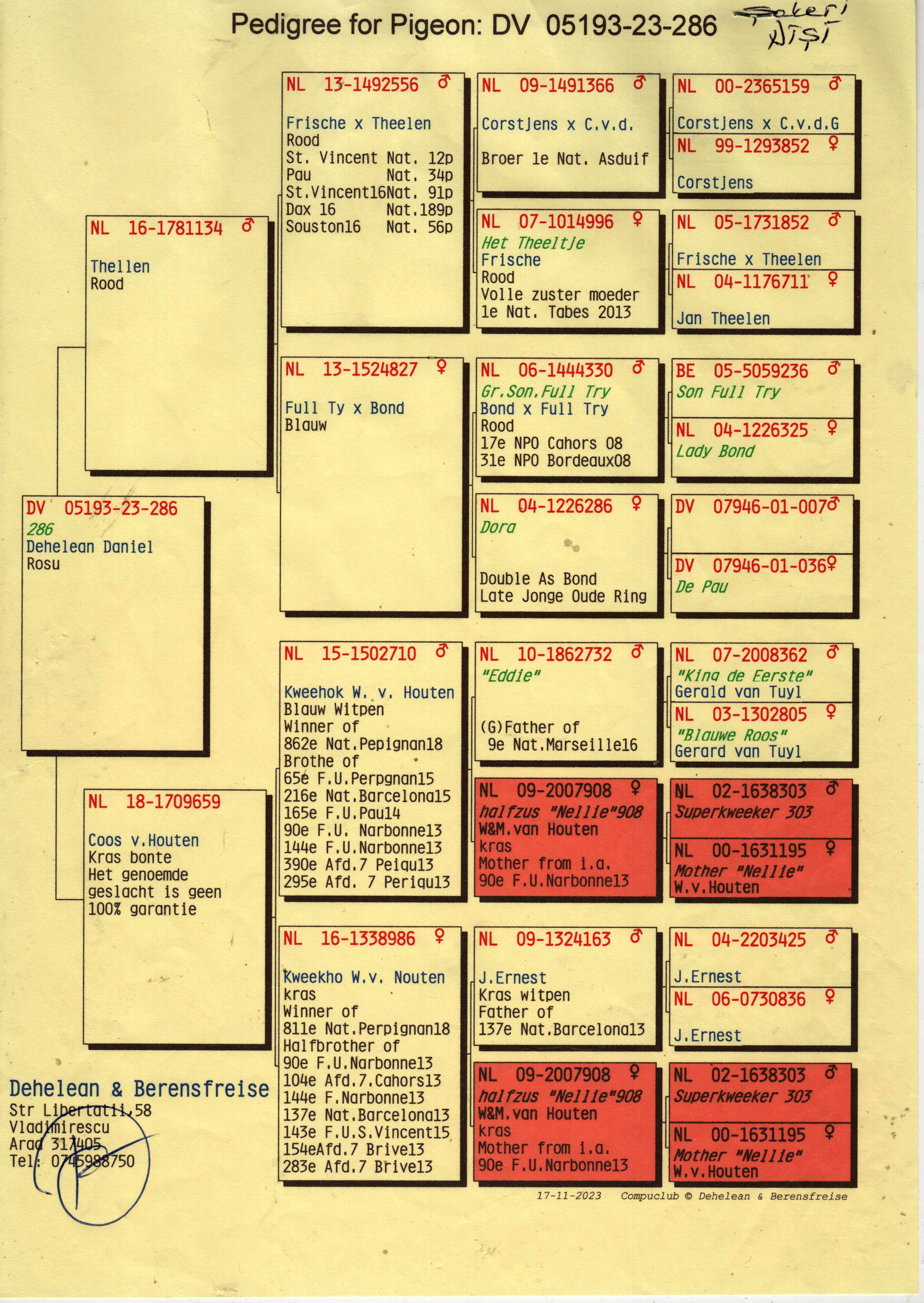 DV05193-23-286 DİŞİ /BABASI  JAN THEELEN SOYU 