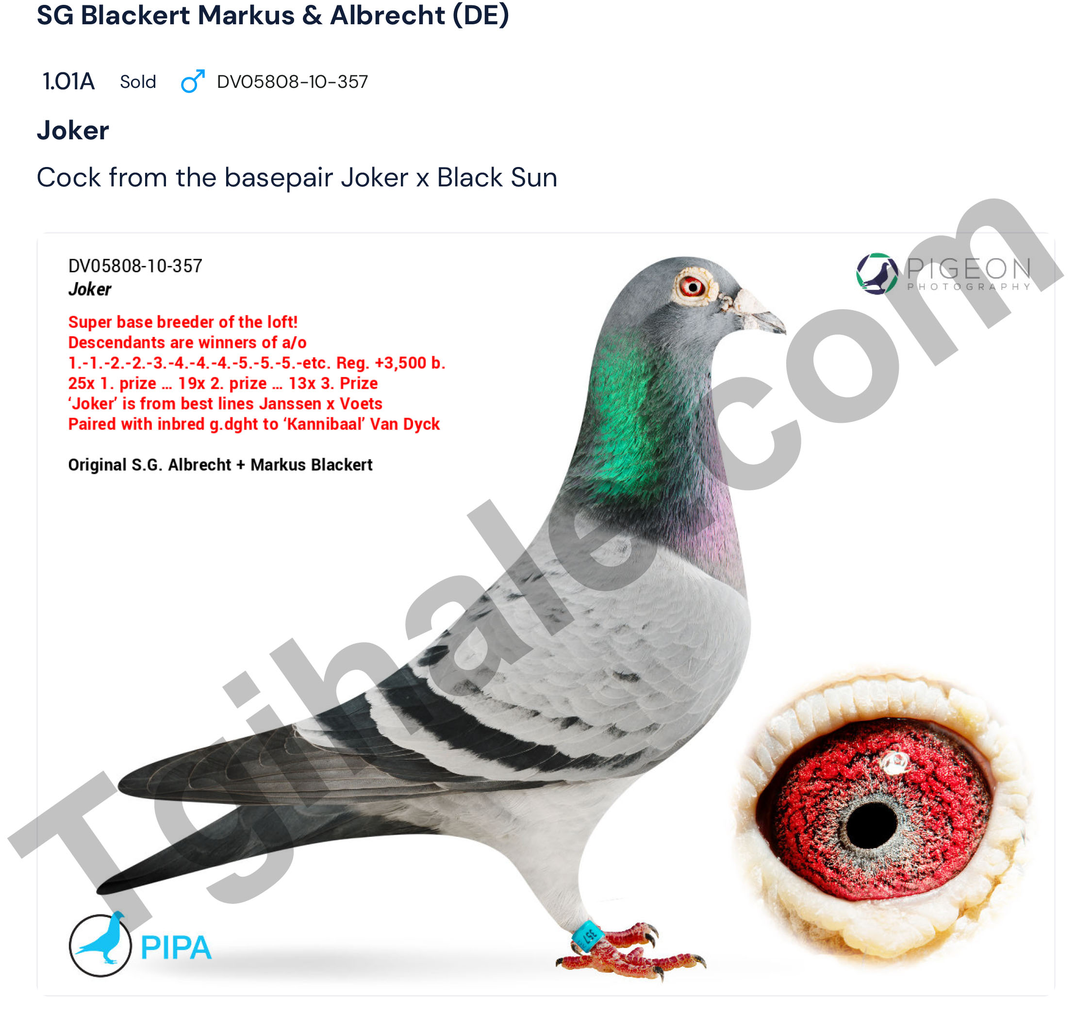 DV052-25-121 ERKEK / INBREED JOKER X BLACK SUN - SUPER BREEDER