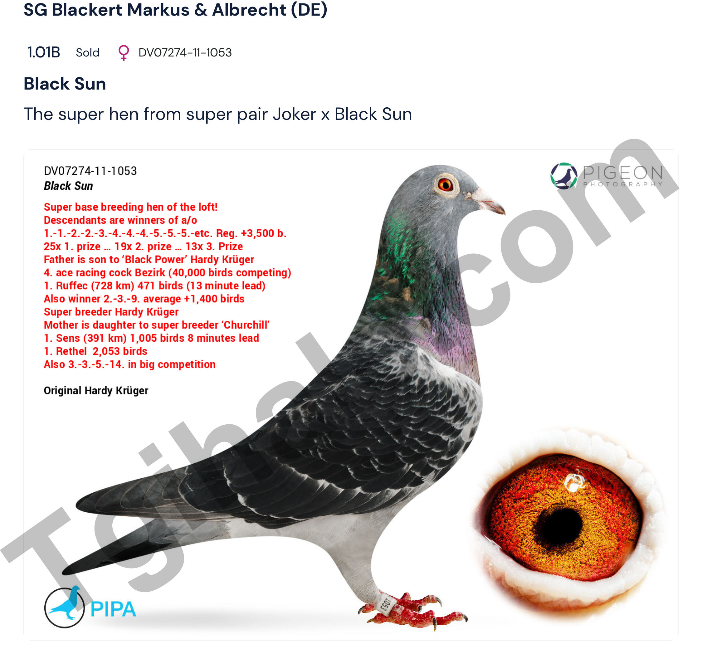 DV052-25-121 ERKEK / INBREED JOKER X BLACK SUN - SUPER BREEDER