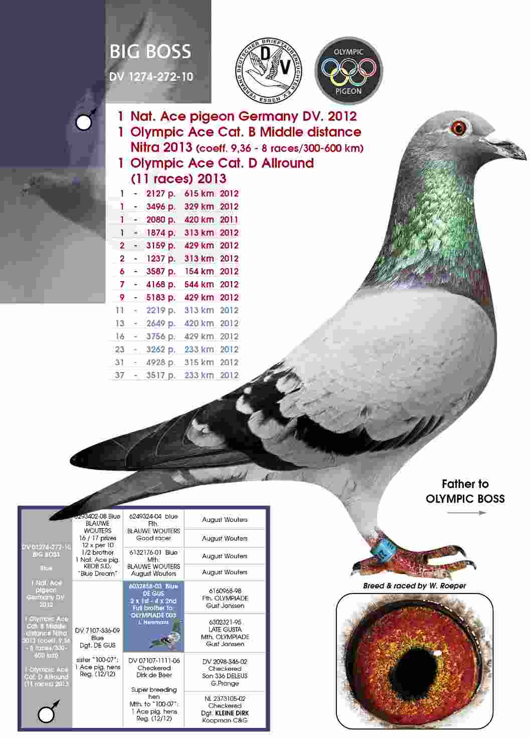 DV05230-24-2662 DİŞİ / INBREED BIG BOSS  1 NAT ACE