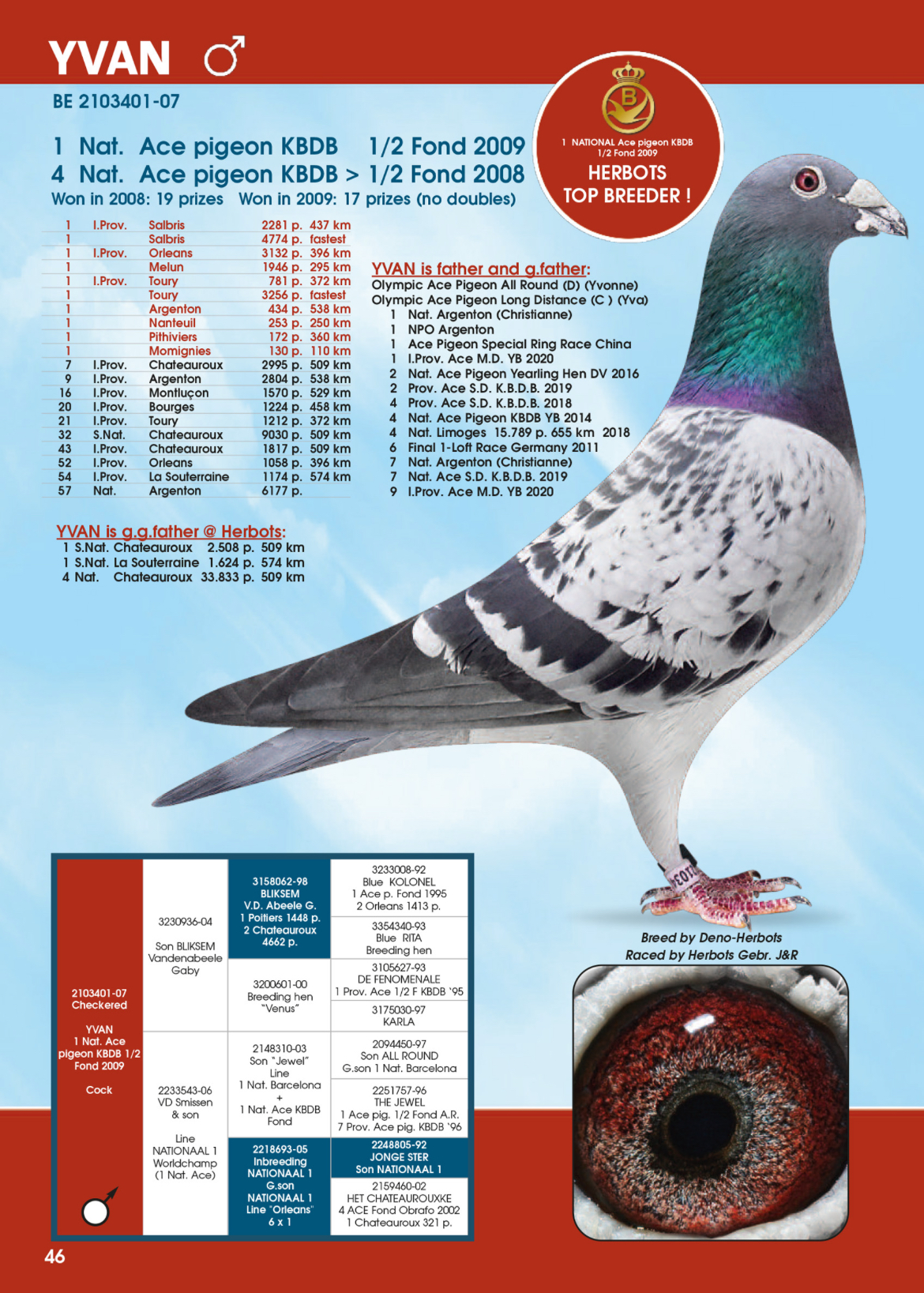 DV05230-24-2662 DİŞİ / INBREED BIG BOSS  1 NAT ACE