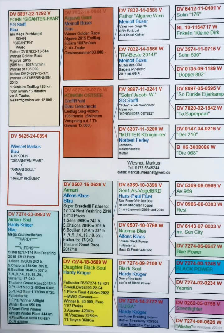 DV05425-24-0894 DİŞİ /  BABASI ALGARVE GIANT ANNESI HARDY KRUGER