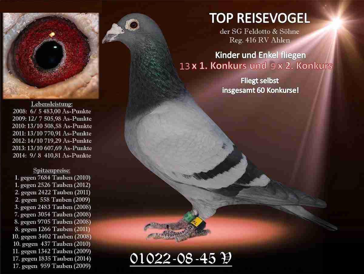 DV05445-23-239 DİŞİ / MESSİ TORUNU - 68 FİNAL 503 KM RIMINI