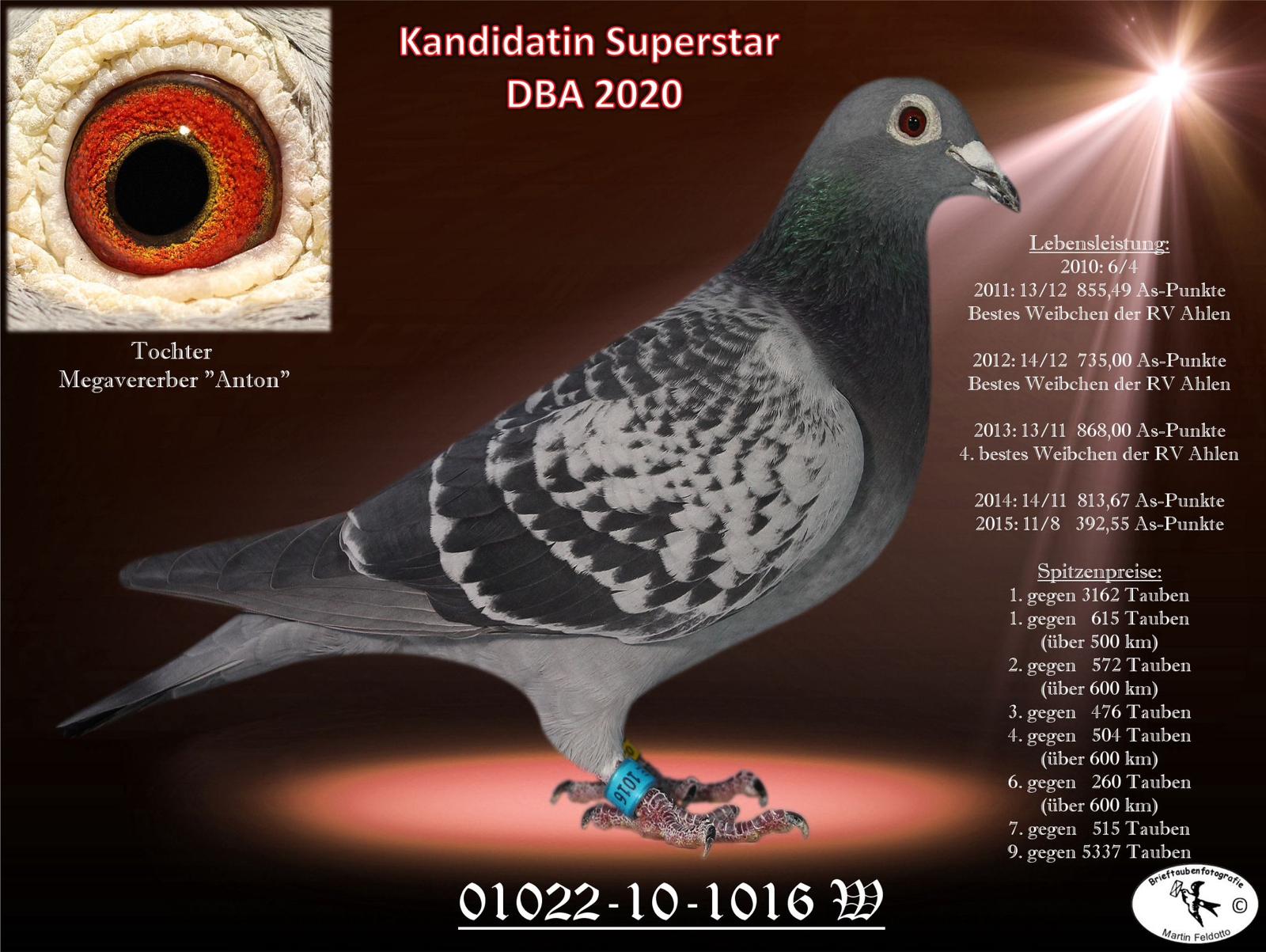 DV05445-23-239 DİŞİ / MESSİ TORUNU - 68 FİNAL 503 KM RIMINI