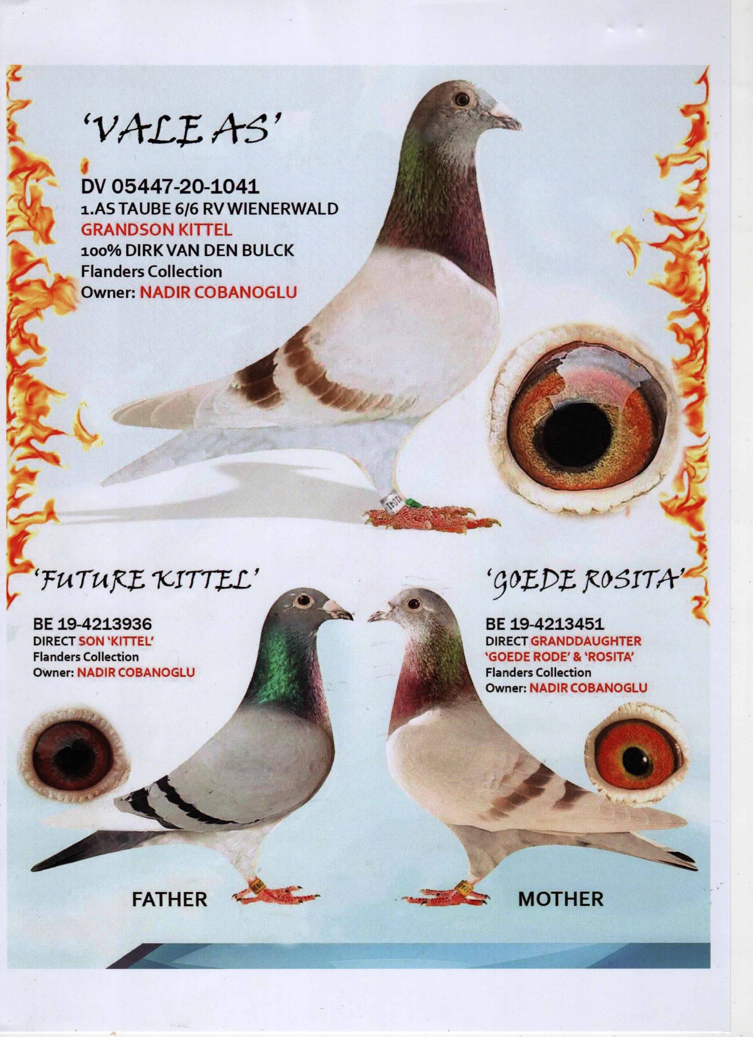 DV05447-20-1040 DİŞİ / DİRK VAN DE BULCK  % 100 TAM KARDEŞİ 1 ACE PİGEON 6/6