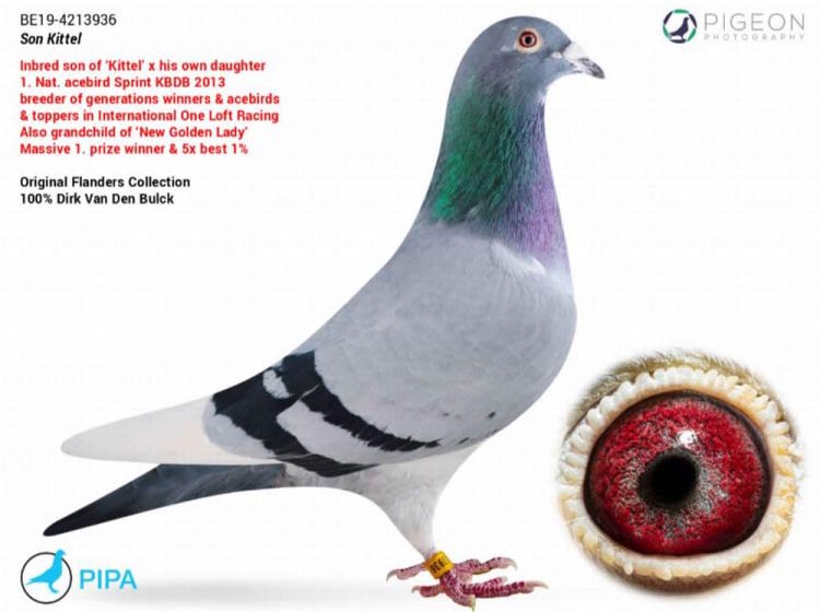 DV05447-20-1040 DİŞİ / DİRK VAN DE BULCK  % 100 TAM KARDEŞİ 1 ACE PİGEON 6/6