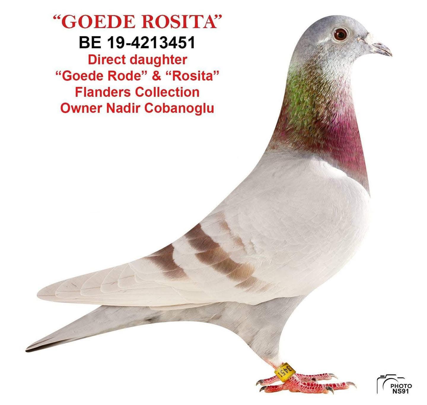 DV05447-20-1040 DİŞİ / DİRK VAN DE BULCK  % 100 TAM KARDEŞİ 1 ACE PİGEON 6/6