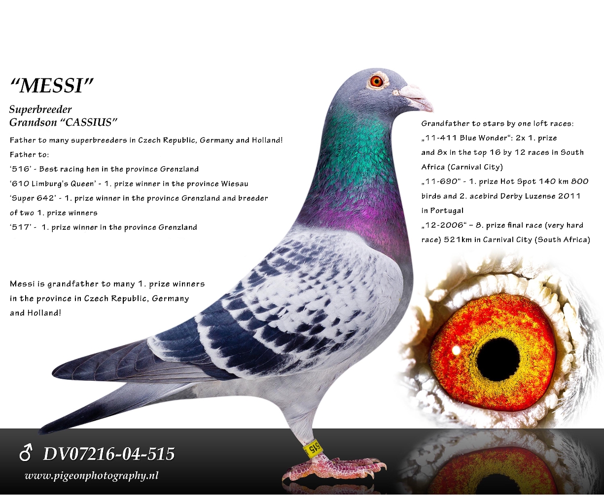 DV05509-24-615 ERKEK /  INBREED MESSI - FULL BROTHER  10 FİNAL FIVE STAR 548 KM