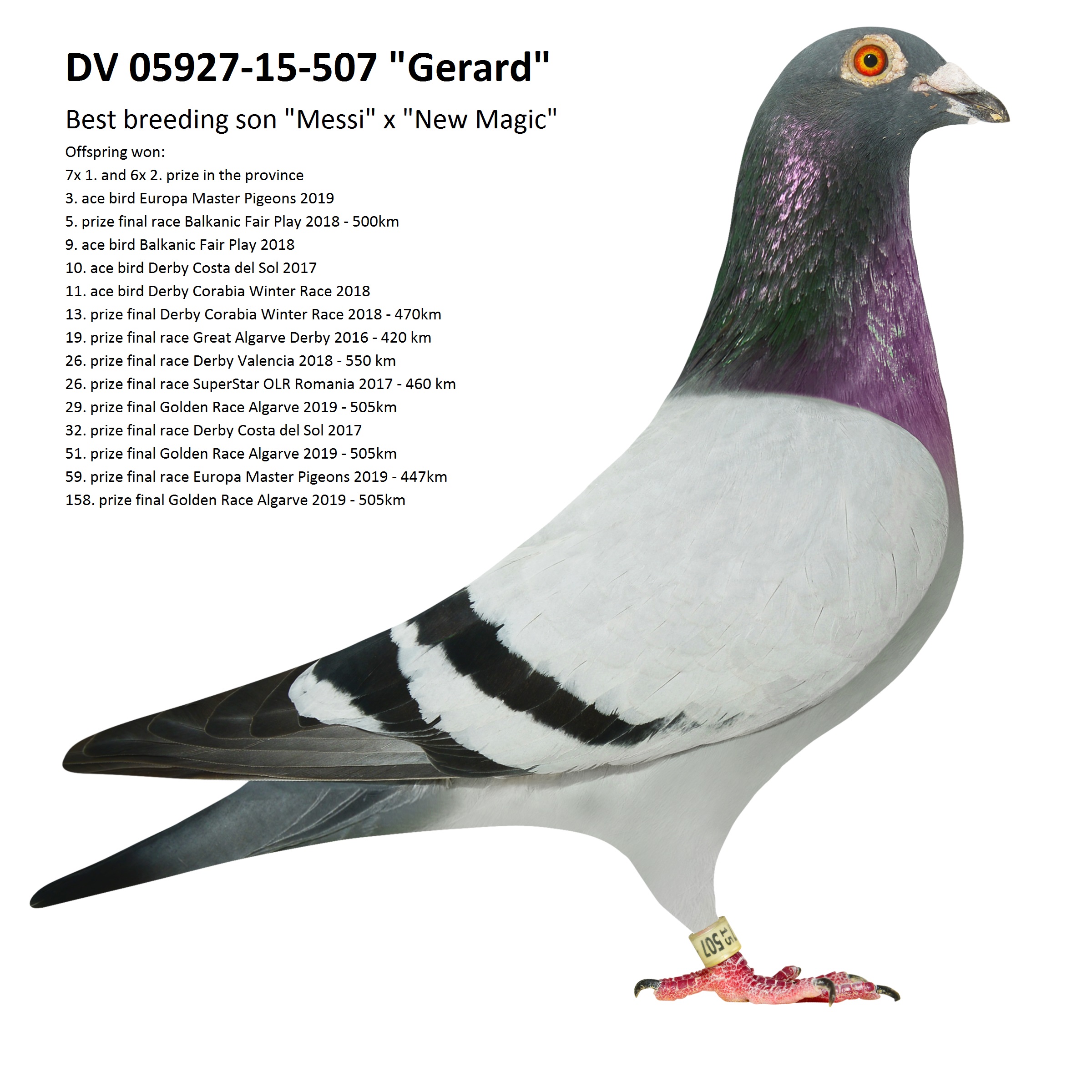 DV05509-24-615 ERKEK /  INBREED MESSI - FULL BROTHER  10 FİNAL FIVE STAR 548 KM