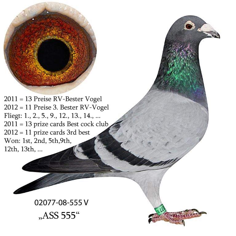 DV05536-18-224 DİŞİ / KALİMANCİDE YARIŞMIŞ ALTMIKS SOUDY PIGEONS !!!