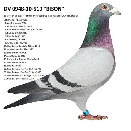 DV05927-20-665 DİŞİ / BISON X ALPINA