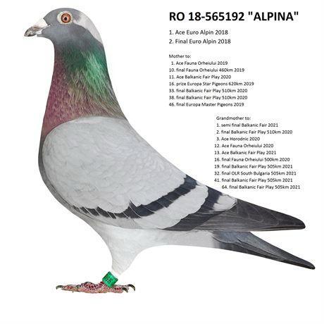 DV05927-20-665 DİŞİ / BISON X ALPINA