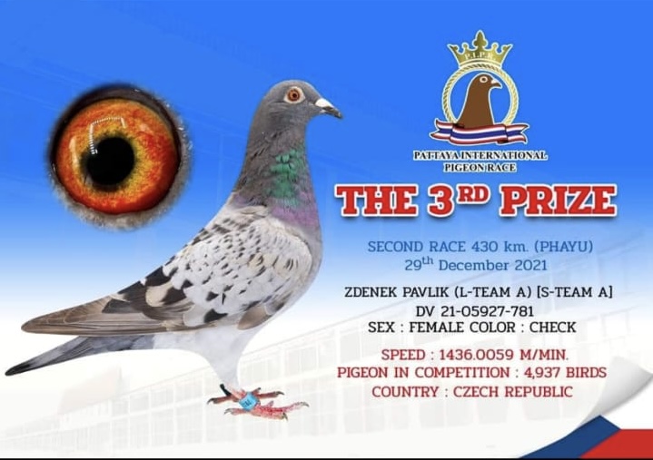 DV05927-21-812 DİŞİ / DİREK KARDEŞİ 3. 430 KM PATTAYA 4937 GÜVERCİN BABADAN KARDŞEİ 15 EX FİNAL PATTAYA SUPER HEN