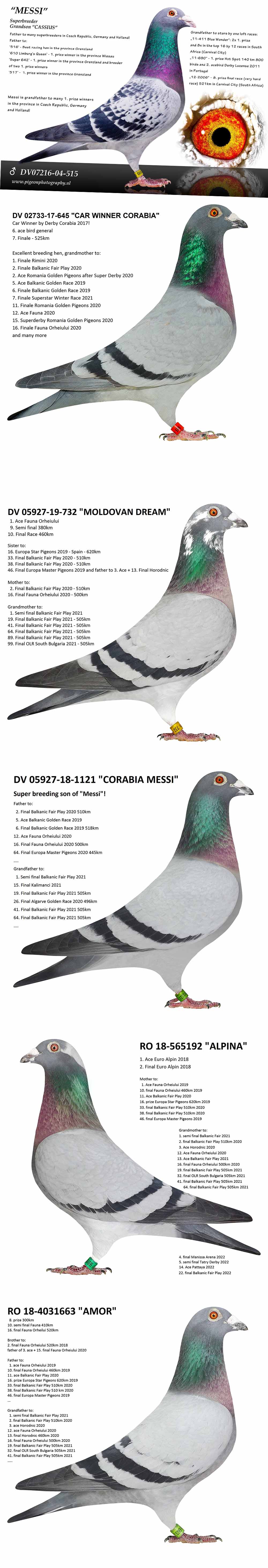 DV05927-21-835 ERKEK / BABADAN KARDEŞİ 22. EX FİNAL 600 KM PATTAYA  GERARD & CAR WİNNER TORUNU SUPER BREEDER 
