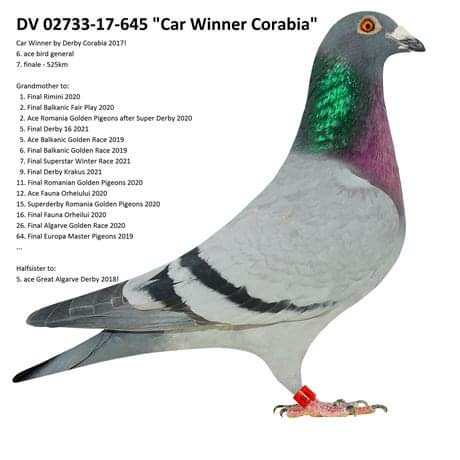 DV05927-22-1214 ERKEK / INBREED MESSI SUPER BREEDER !!!