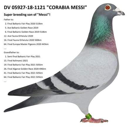 DV05927-22-1214 ERKEK / INBREED MESSI SUPER BREEDER !!!