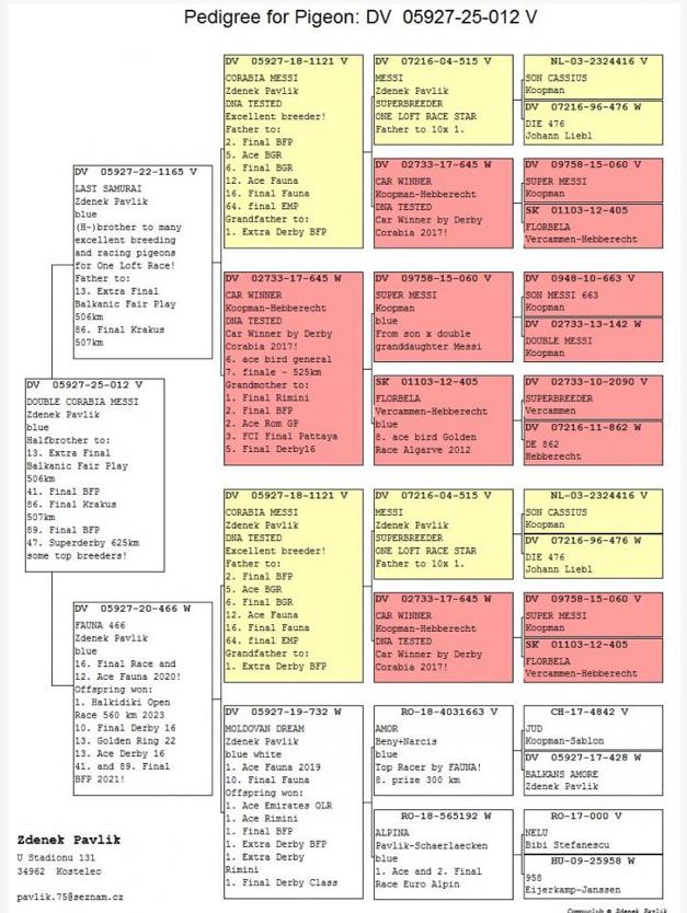 DV05927-25-025 ERKEK / INBREED MESSI