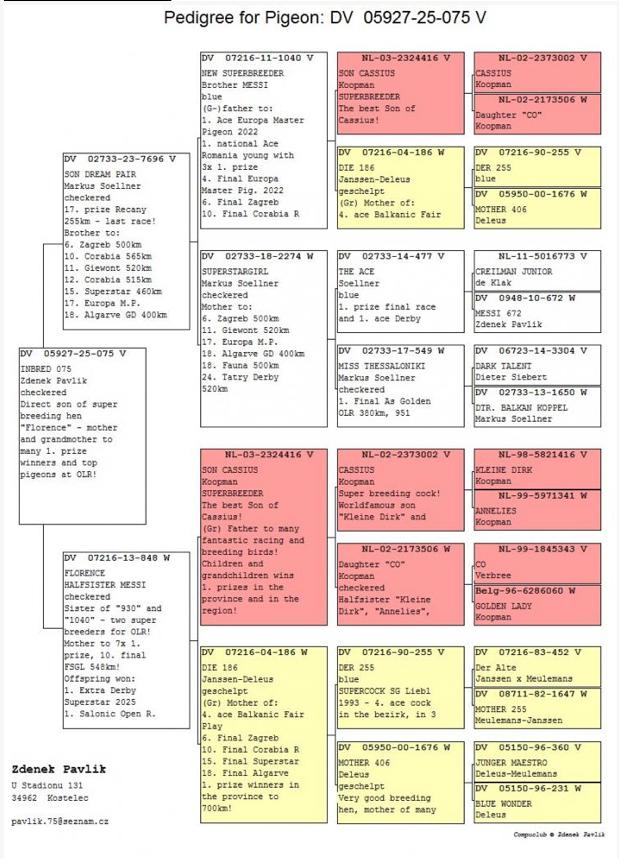 DV05927-25-075 ERKEK / ZDENEK PAVLIK  INBREED MESSI