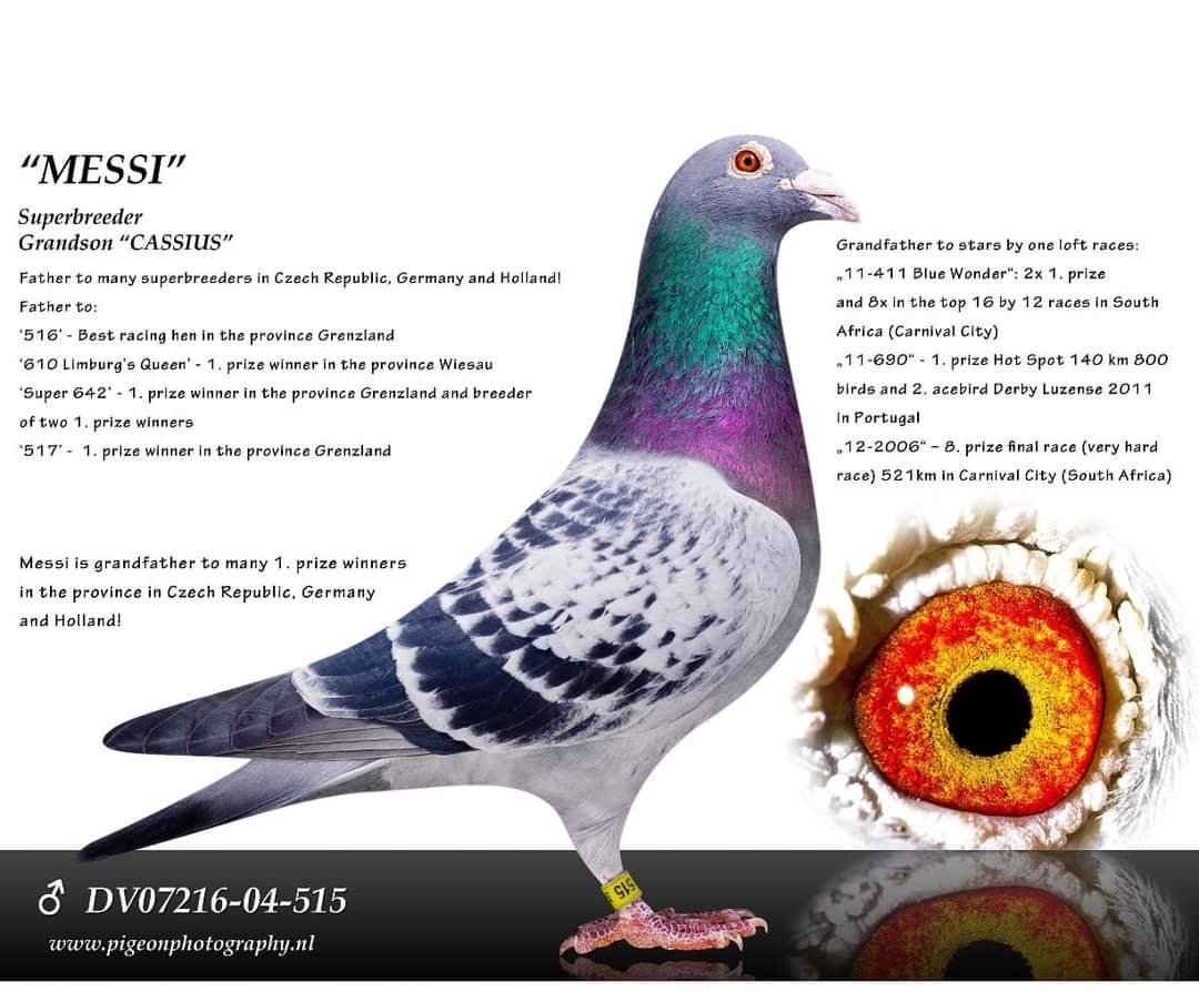 DV05927-25-075 ERKEK / ZDENEK PAVLIK  INBREED MESSI