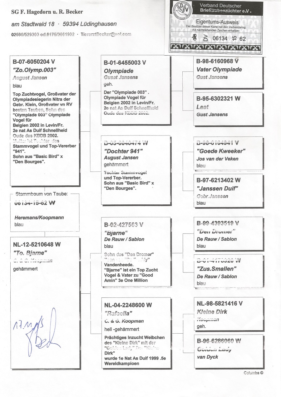 DV06134-15-62 DİŞİ / DEDESİ  LEO HEREMANS OLYMPİADE 003  X DEDESİ  KOOPMAN BJARNE TORUNU