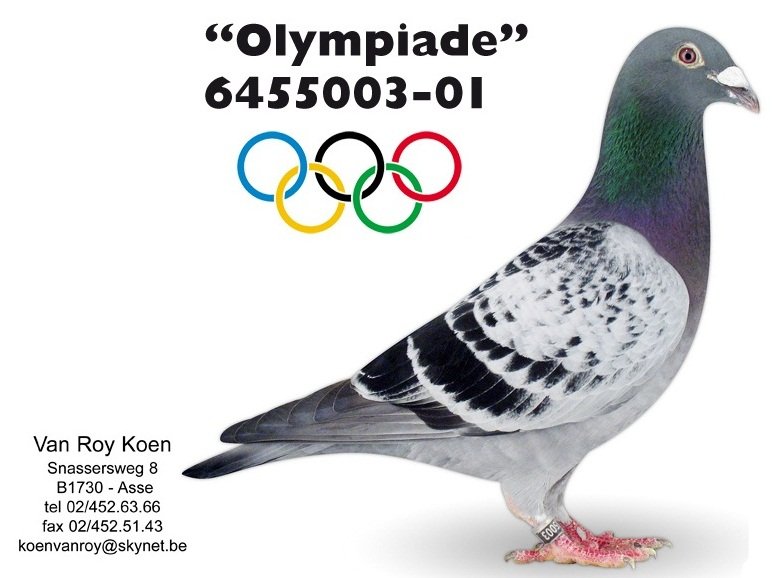 DV06134-15-62 DİŞİ / DEDESİ  LEO HEREMANS OLYMPİADE 003  X DEDESİ  KOOPMAN BJARNE TORUNU