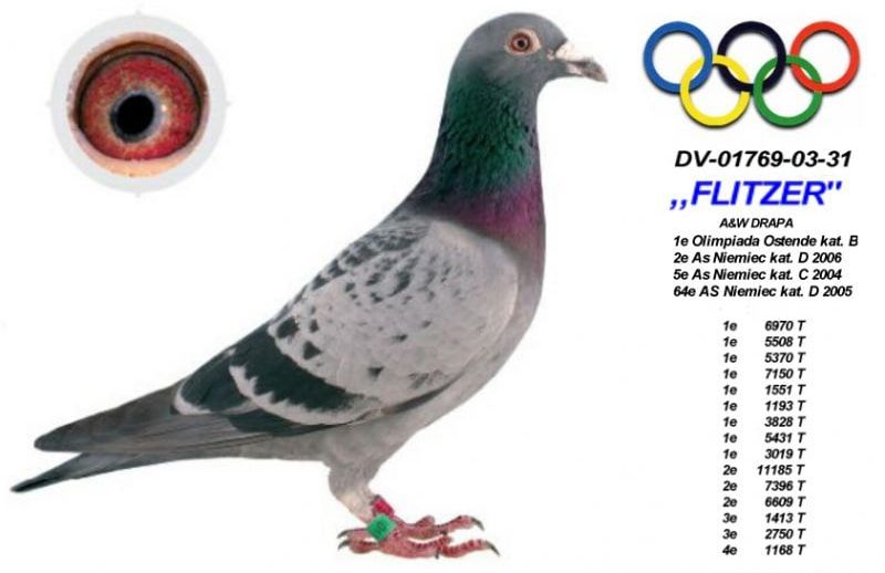 DV06254-20-377 DİŞİ / ANDREAS DRAPA % 100 POKERFACE - FLITZER 