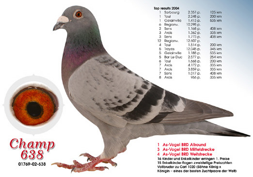 DV06254-20-377 DİŞİ / ANDREAS DRAPA % 100 POKERFACE - FLITZER 