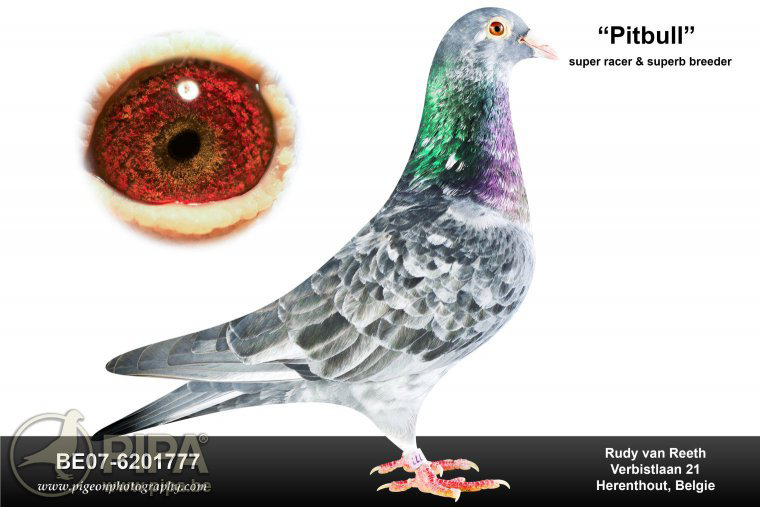 DV06254-22-490 DİŞİ / BABASININ DEDESI PITBULL ANNESININ DEDESI POKERFACE - BEST KITTEL !!!