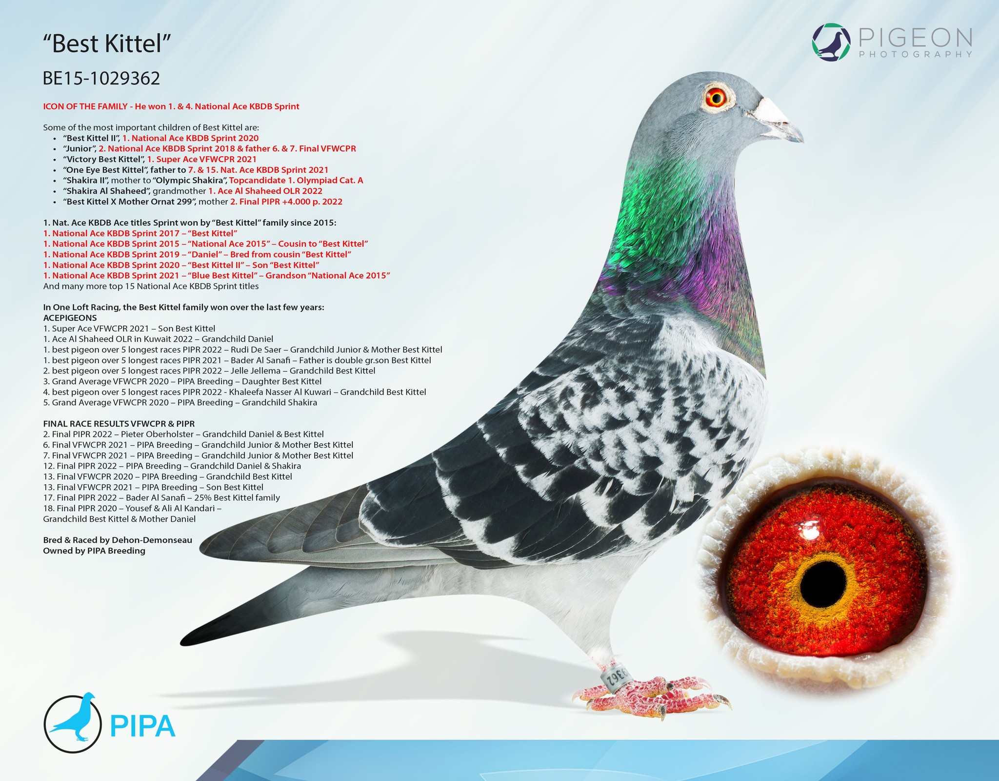 DV06254-22-490 DİŞİ / BABASININ DEDESI PITBULL ANNESININ DEDESI POKERFACE - BEST KITTEL !!!