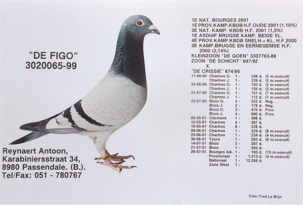 DV06369-15-877 ERKEK / REYNEART % 100 ( FIGO INBREED  )