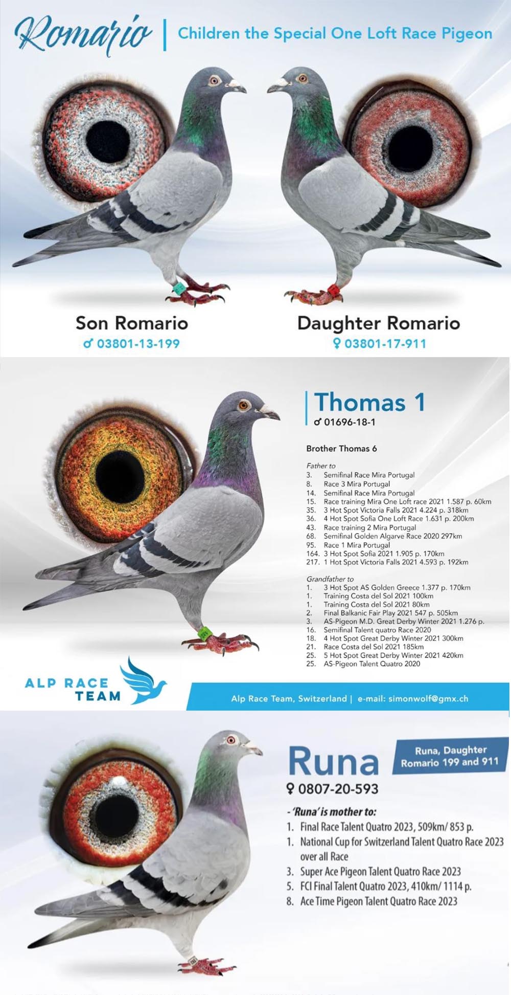 DV06388-22-302 ERKEK / SIMON WOLF % 100 INBREED ROMARIO SUPER BREEDER