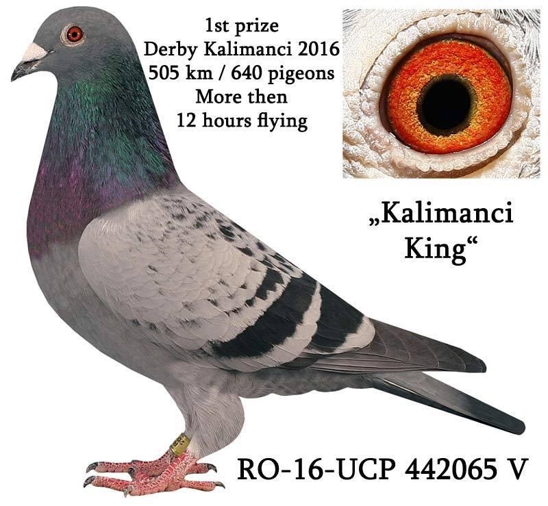 DV064599-19-616  DİŞİ / DEDESİ KALIMANCI KING 1. FİNAL KALIMANCI DEDEİ SCAR 1AS ALGARVE