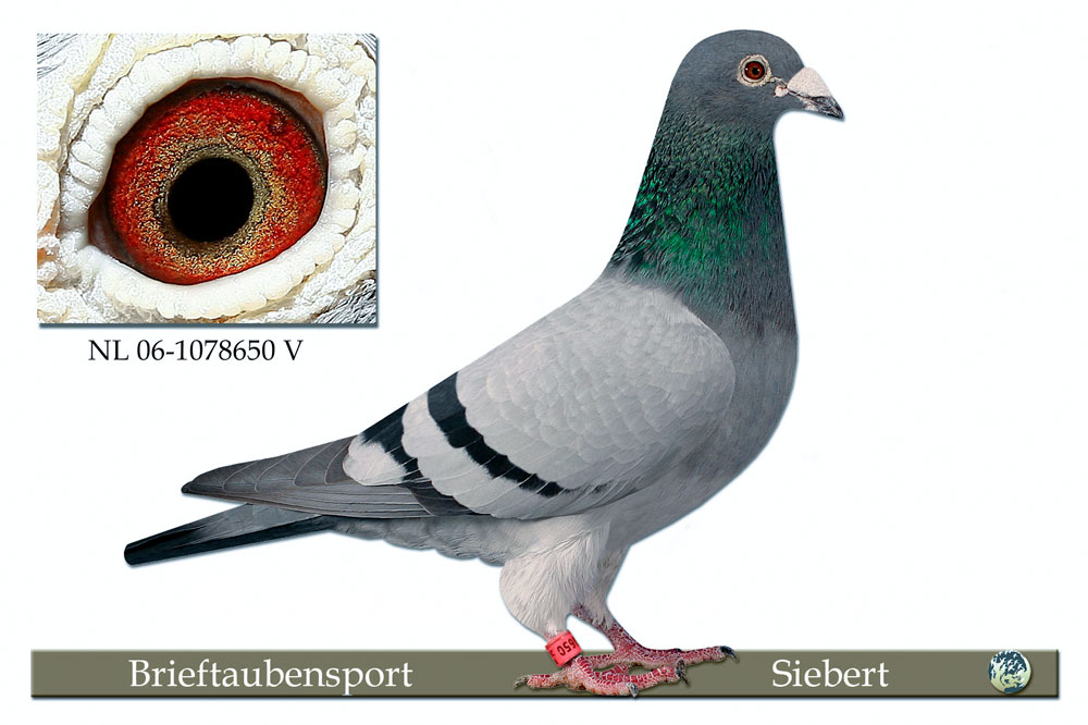 DV06723-21-1041 DİŞİ / KENDİSİ 194. FİNAL MOLEDO - KEES BOSUA - LUDO CLAESSENS